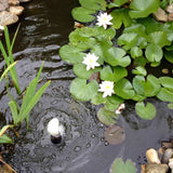 Ubbink 3 Piece Decorative Water Lilies Set White | SKU: 423543 | Barcode: 8711465894203